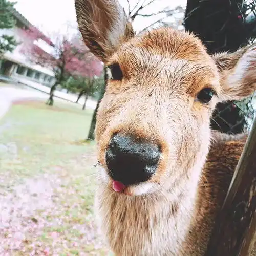 修曼学姐奈良一日游奈良奈良,寻我神鹿青田留学
