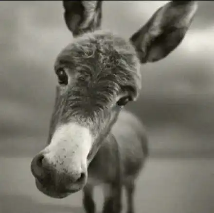 渣男爱用头像有哪些你中枪了吗
