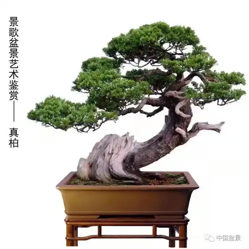 盆景人感悟把一切看淡,是一种解脱
