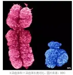 y染色体急剧退化男人要灭绝
