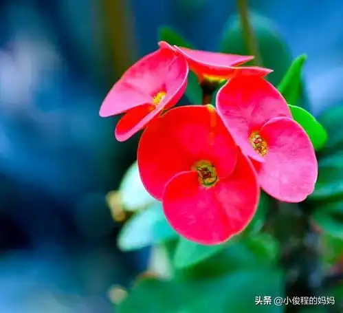 分享图片虎刺梅
