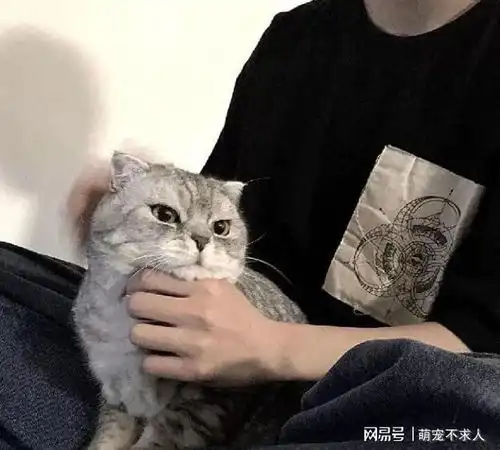 原来在猫咪眼中,你抱它,是这么回事
