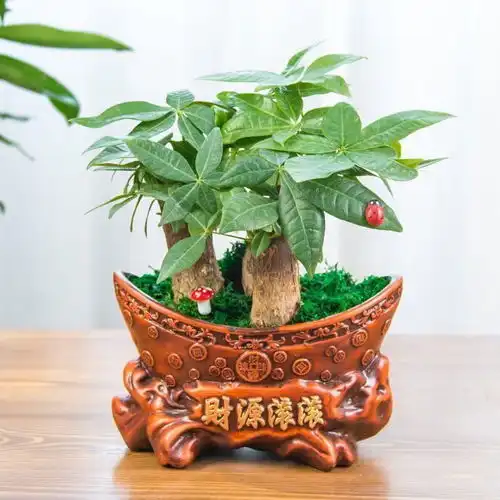 发财树盆栽客厅花卉绿植室内招财植物办公室小盆景吸甲醛植物招财
