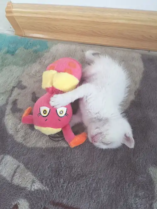 八组鹅捡猫体质昨天在小区里捡到一只...
