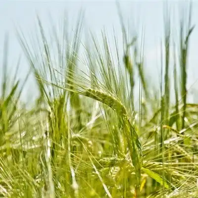 唯美麦子微信头像绿油油的小麦图片
