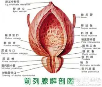 慢性前列腺炎能否根治
