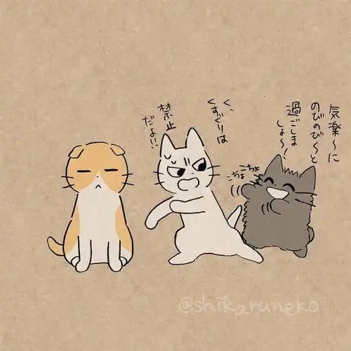 这只猫咪看起来奶凶奶凶的
