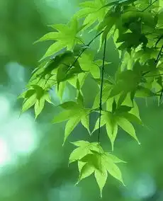 女孩一首梨花又开放太好听有种心境,叫顺其自然
