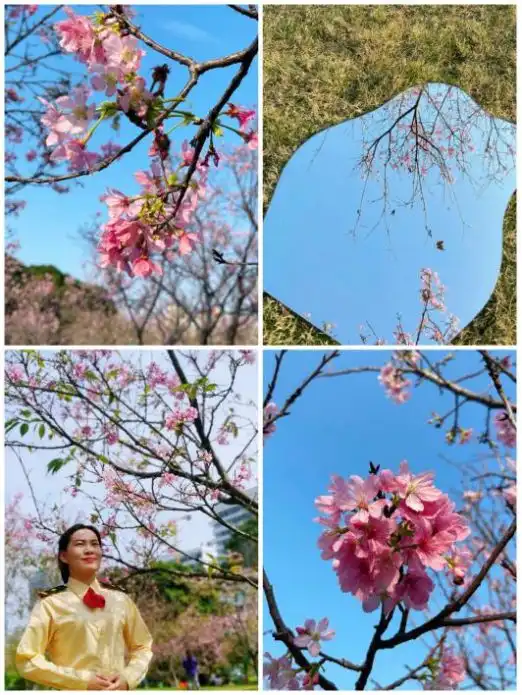 三月,赴一场樱花的约会
