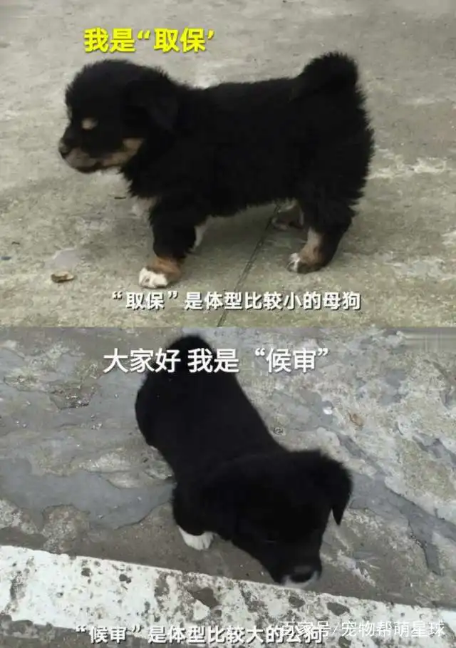 民警收留两只小奶狗,并取名为取保,候审,狗子超奶凶大院里
