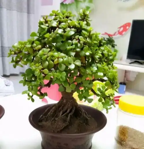 有名的12种旺财花,吉祥又大气,养成老桩更旺家
