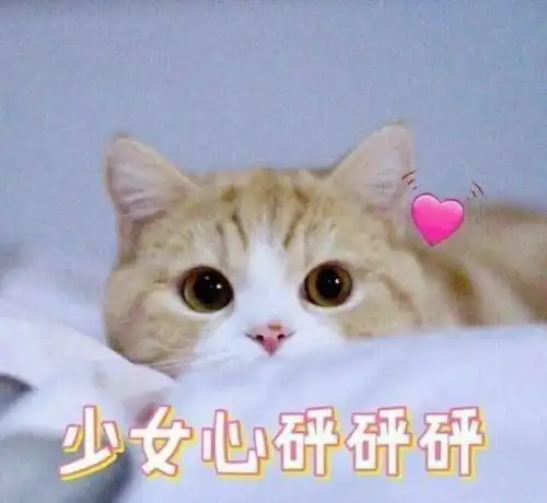 我不需要男友看他整天打网游,养猫也不养男朋友不可抗拒的理由
