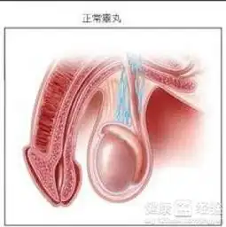 25月的男孩包皮过长,需要马上手术吗
