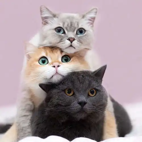 宠物头像大全超可爱猫咪狗狗头像
