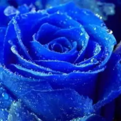 老人头像图片大全老年人专用微信头像
