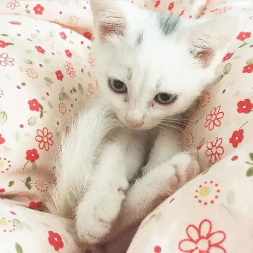 完全是猫妈妈心态
