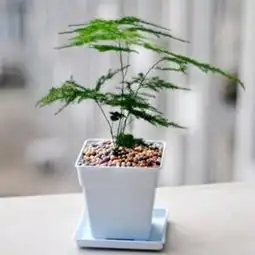 浴花谷文竹不开花非常容易观叶植物净化空气美观盆景价格,图片,品牌信息齐家网产品库
