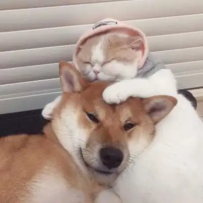 动物情侣头像猫狗一对非常可爱的猫狗情侣头像大全
