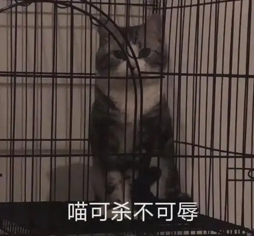 考研被985拒录被开除,为什么不给虐猫男生一条出路
