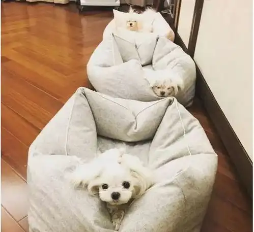 陈赫发爱犬照,图中角落有亮点,陈赫和张子萱的生活状态暴露了
