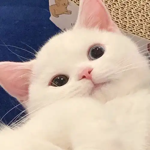 超可爱的猫猫头像
