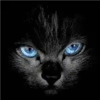 求单纯只有一只黑猫的动漫头像
