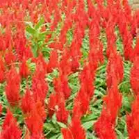 唯美好看鸡冠花微信头像微信头像图片大全
