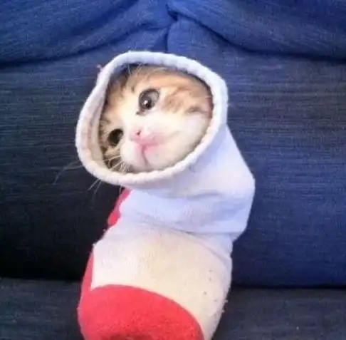主人觉得猫怕冷,给它买了4只袜子穿上后就这样了
