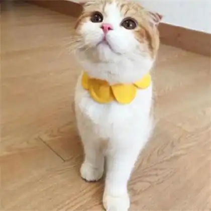 超可爱头像图片男猫咪