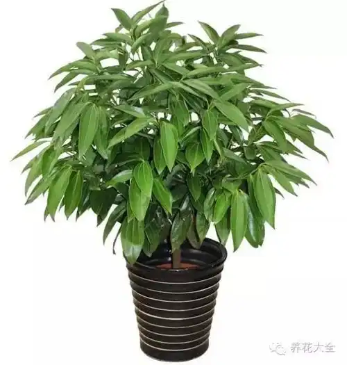 旺财旺运保平安,这15种植物家里一定要有
