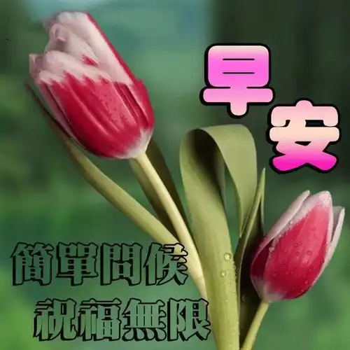 晨曲,早安
