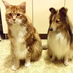 1米多长胖猫网上走红可能成为下一个世界最大猫图
