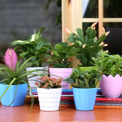 这些净化空气又旺宅子的植物,第一样很多家就有,你有吗
