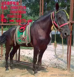 纯血马半血马价格厂家图片
