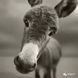 名人学佛︱孙俪驴没了,戏也不演了

