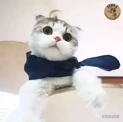 喵星人的战斗,谁才是最后的赢家呢
