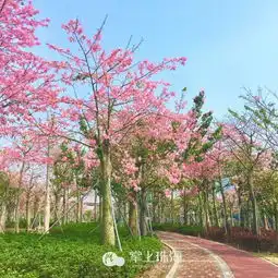 仙气十足抖音同款粉色花海,珠海也有
