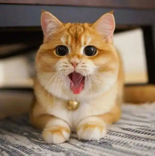 猛男当累了,今天需要放松一下
