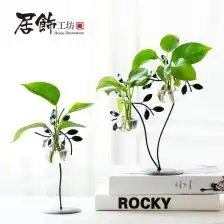 金蚕花人工培植
