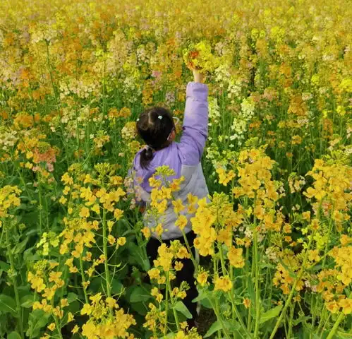 五颜六色的油菜花你见过吗武汉多地可观赏
