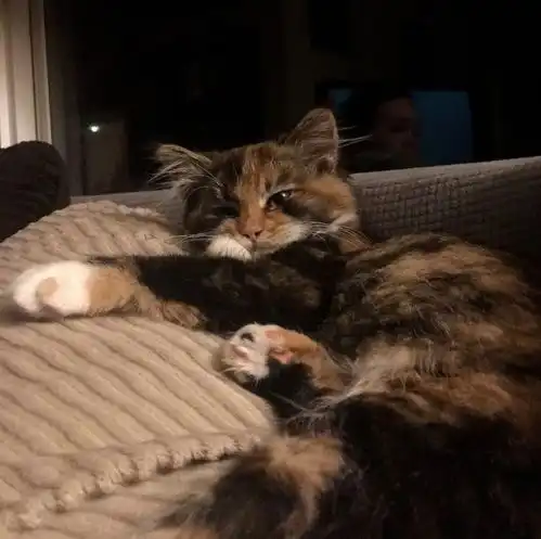 贪玩小猫沦落为流浪猫,为了重回幸福生活,竟赖在别人家里不走了
