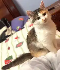 男友父母把她的猫扔到化工厂爱上渣男,你连猫都保护不了
