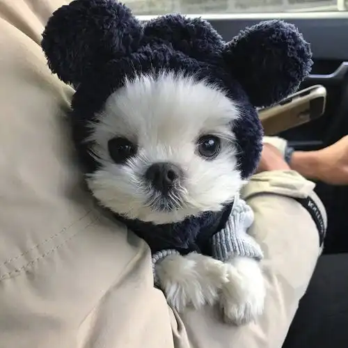 猫咪狗狗上门喂养
