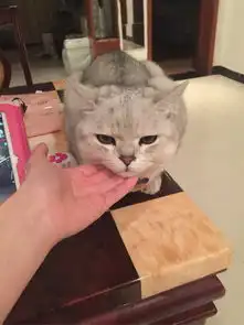 有哪些好用的养猫神器